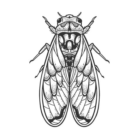 Icono Del Esquema Del Negro Del Insecto De La Cigarra Ilustraci N Del