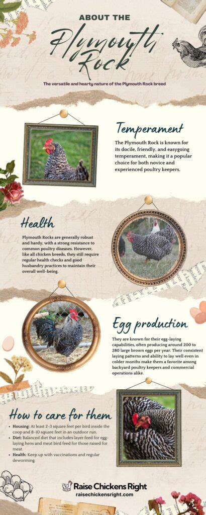 The Complete Guide to Plymouth Rock Chickens: America's Heritage Bird ...