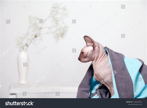 Naked Cat Breed Canadian Sphinx Sitting Stock Photo Shutterstock