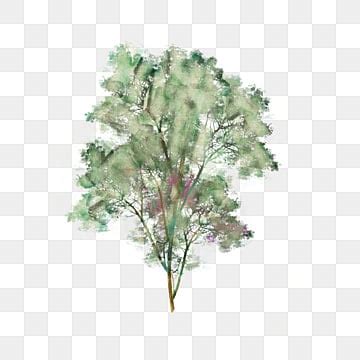 watercolor tree png transparent images   vector files