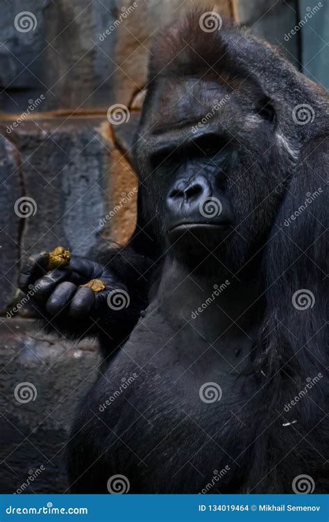 De Grote Mannelijke Gorilla Staart In Verwarring Gebracht Bij U Stock