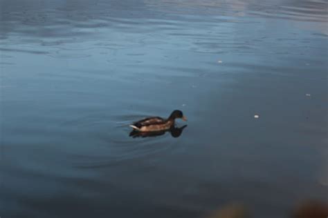 Pond Duck Free Photo On Pixabay Pixabay