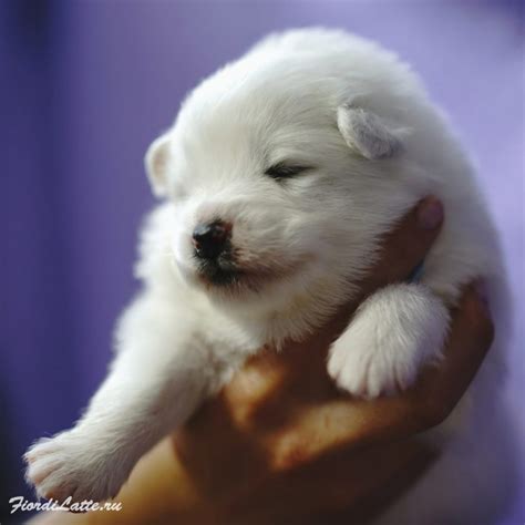 New photos of our samoyed puppies - Samoyeds kennel Mishka na Severe