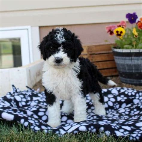 Sheepadoodle Puppies for Sale - Greenfield Puppies