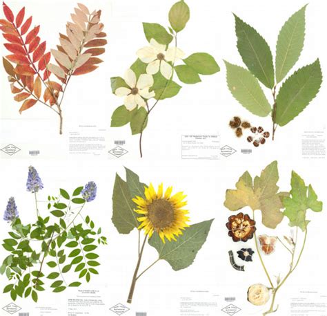 Nybg Virtual Herbarium Expeditions Scistarter