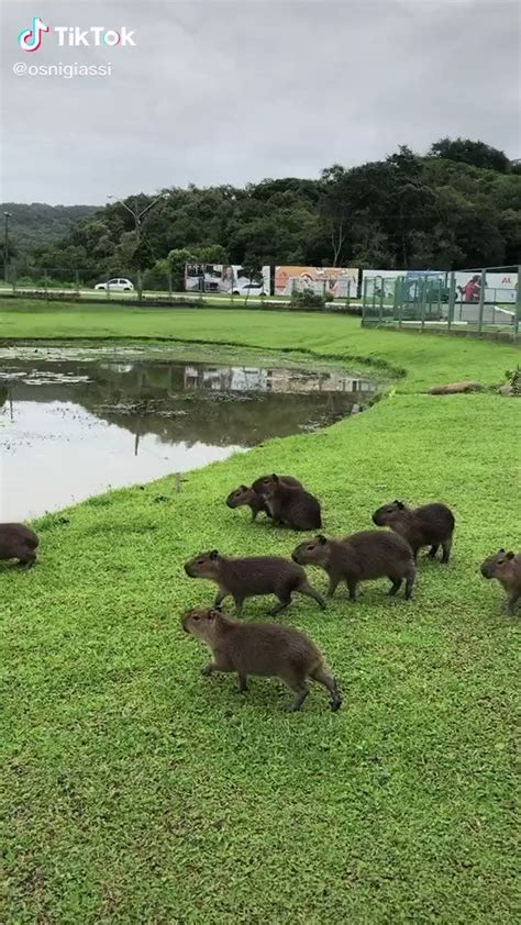 Reddington On Twitter RT CAPYBARA MAN Diving Lessons