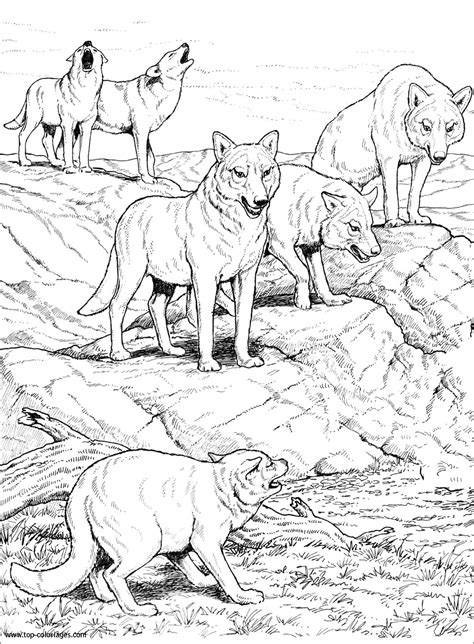 Coloriage Loups Gris