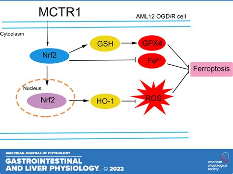 Mctr Inhibits Ferroptosis By Promoting Nrf Expression To Attenuate