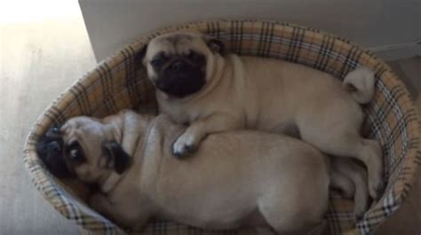 Two Snuggling Pugs Will Remind You What Love Is All About