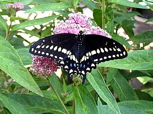 Butterfly Nectar Plants - Attract Butterflies to your Garden