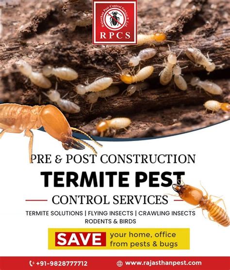 Termite Control Artofit