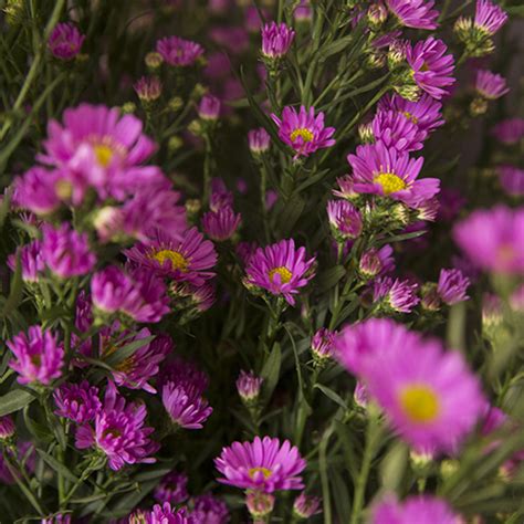 Aster Carnival Pink Fresh O Fair