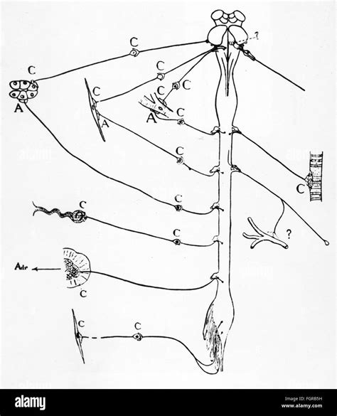 Médecine Anatomie Cellule Nerveuse Schéma De La Fibre Nerveuse Adrénergique Et Cholinergique