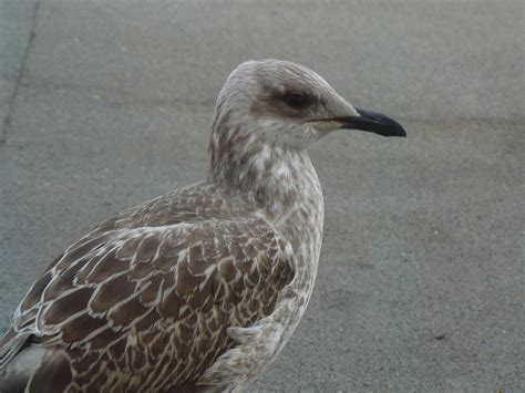 Baby seagull by MihneaCernat on DeviantArt