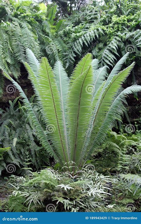 A Tall Fern With Upright Fronds Growing Amidst Many Ferns In A Forest