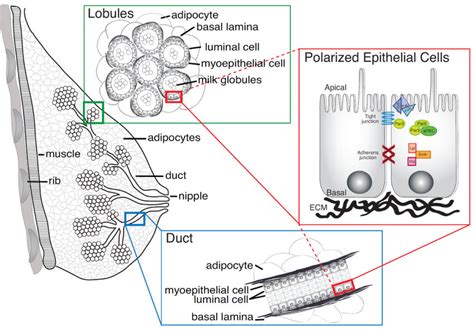 Mammary Epithelial Cell Transformation Insights From Cell 46 Off