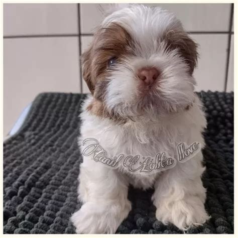 Filhotes De Shih Tzu Macho Parcelamento Sem Juros