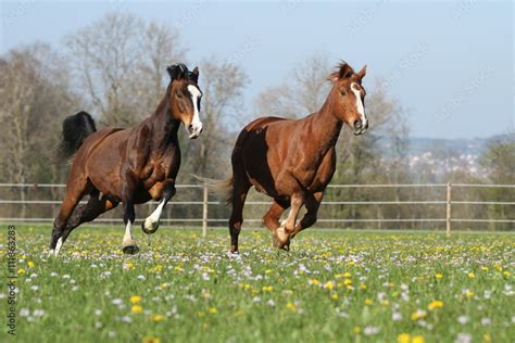 Zwei Pferde Im Fr Hling Auf Der Koppel Stock Foto Adobe Stock