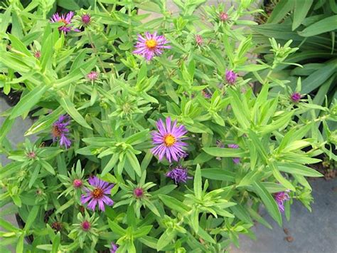 Aster ‘Purple Dome’ - Hickory Hollow Nursery and Garden Center