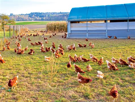 Chickens Free Range Field Hobby Farms