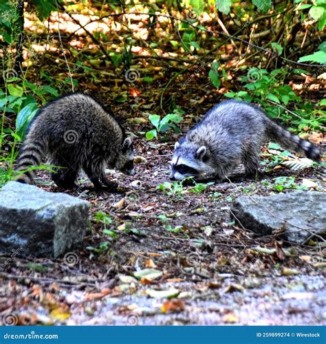 Couple of Raccoons in Their Natural Habitat Stock Photo - Image of