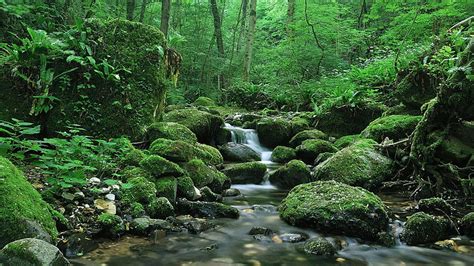 Bosque De Agua Verde X Naturaleza Bosques Hd Art Verde Agua