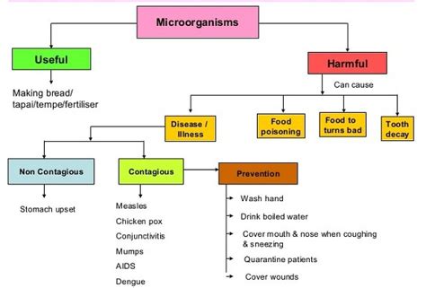 Microorganism Concept Map