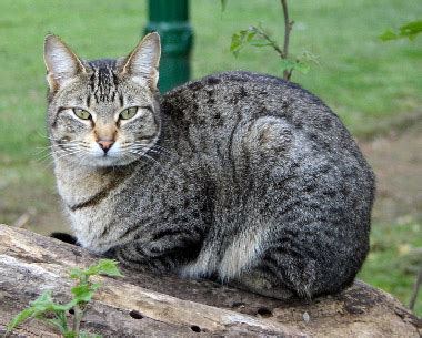 O Gato Preto Completo Pdf - Clasificación taxonómica del gato - Gatos