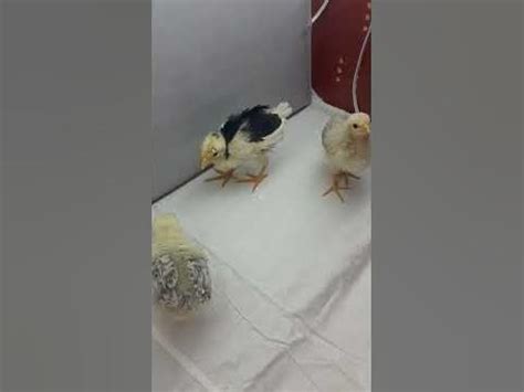 Самые живчики! #цыплята #chick #курынесушки #январь - YouTube