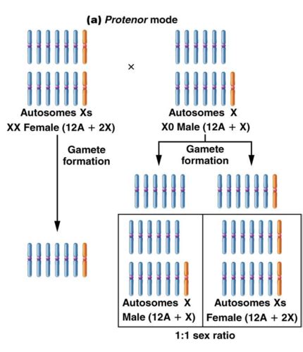 Chapter 7 Sex Chromosomes Flashcards Quizlet