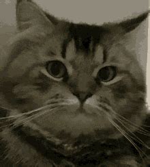 Cat Stare GIF - Cat Stare Cute - Discover & Share GIFs