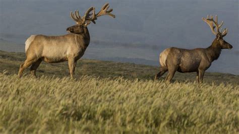 Elk Making A Comeback In San Francisco Bay Area Tacoma News Tribune