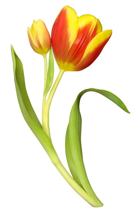 Tulip PNG Image PurePNG Free Transparent CC0 PNG Image Library