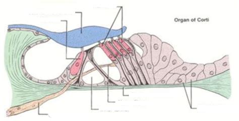 Organ Of Corti Diagram Quizlet