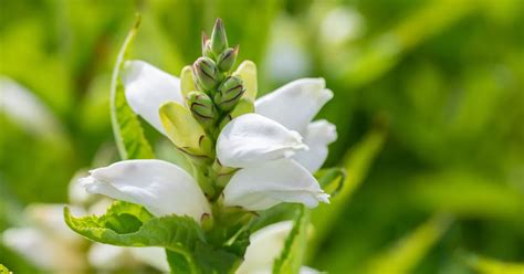 Chelone Obliqua Alba Garten Schlangenkopf Alba Bamberger