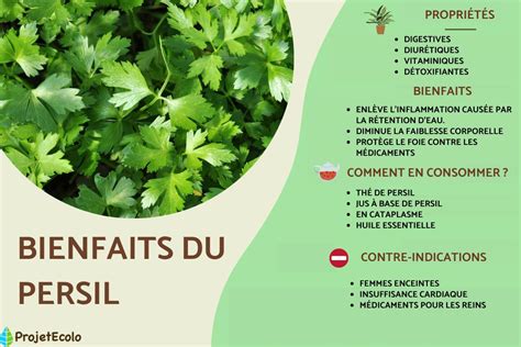 Bienfaits du Persil propriétés et contre indications