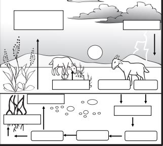 Nitrogen Cycle Diagram | Quizlet