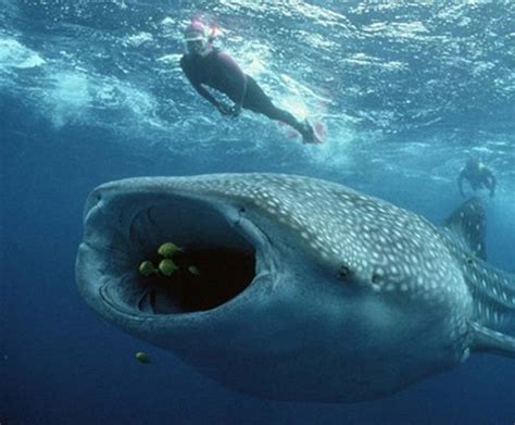 Did You Know Whale Vomit Can Make You Rich? As Rich As £7000 For A Lump!