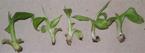 Stages Of Micropropagation Of Banana Cvgrande Naine From Shoot Tip