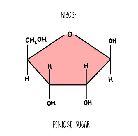 D Ribose Structure