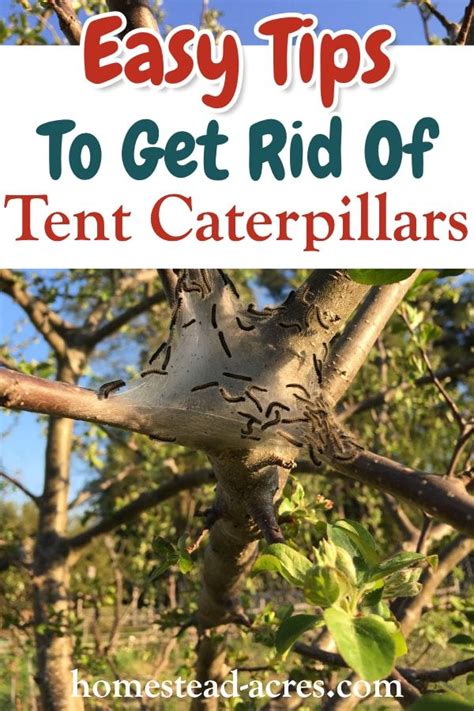 How To Get Rid Of Tent Caterpillars Tent Caterpillars Garden Pests Slugs In Garden