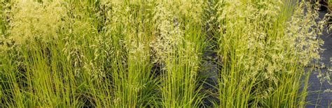 Луговик Бронзешляйер Deschampsia cespitosa Bronzeschleier: особенности ...