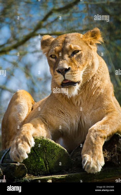 Lion Panthera Leo Stock Photo Alamy