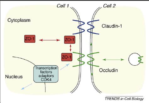 Dynamics Of Tight Junction Proteins The Figure Shows A Schematic