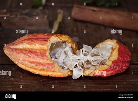 Theobroma Cacao Or Cocoa Tree Pod Split Open To Show The Seeds Used To