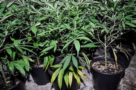 Inside The £2m Cannabis Farms Busted By Police Liverpool Echo