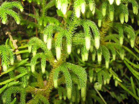 Descubre Todo Sobre Las Plantas Sin Semillas Y M S