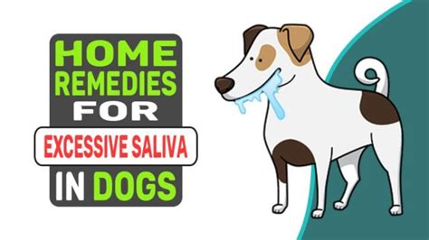 Home Remedies For Excessive Saliva In Dogs - Petmoo