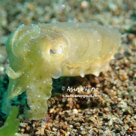 Flamboyant cuttlefish - Moalboal Reef Species