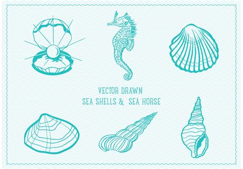 Seashell Vector Art At Collection Of Seashell Vector